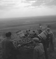 A szerző válogatása - Szüret Tokajhegyalján