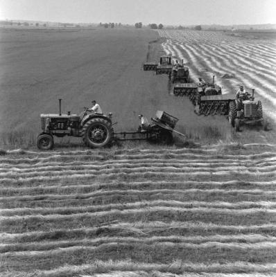 Mezőgazdaság - Lentermelés - Agrotechnika