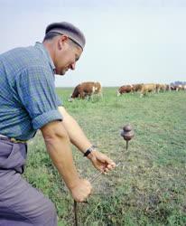 Mezőgazdaság - Villanypásztor őrzi a teheneket