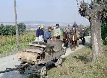 Mezőgazdaság - Szőlőszüret