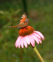 Természet - Bíbor kasvirág -  Echinacea purpurea