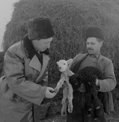 Mezőgazdaság - Állattenyésztés a téli Hortobágyon