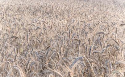 Mezőgazdaság - Szigetszentmiklós - Érik a zab 
