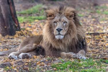 Természetvédelem - Felsőlajos - Afrikai oroszlán