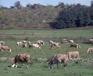 Tájkép - Mezőgazdaság - Legelő fejőstehenek a zselicségben