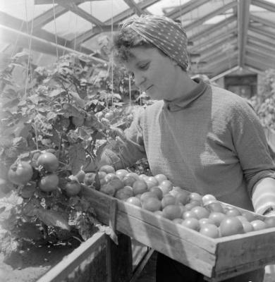 Mezőgazdaság - Szüret a szegedi Felszabadulás Tsz üvegházában