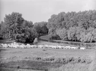 Mezőgazdaság - Gulyalegeltetés