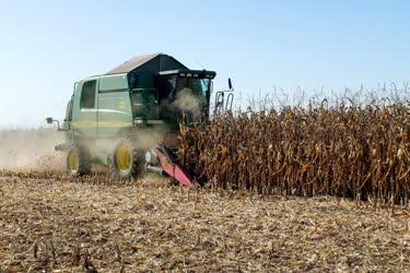 Mezőgazdaság - Létavértes - Kukorica betakarítása