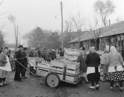 Mezőgazdaság - Tavaszi retek 