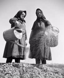 Mezőgazdaság - Palántát locsoló asszonyok