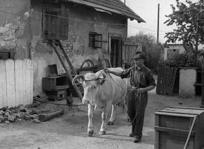 A szerző válogatása - Hencsei Lajos bakter