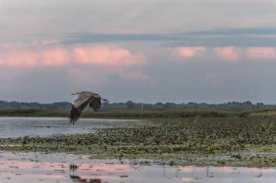 Természet - Poroszló - Tisza-tó - Szürke gém