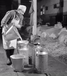 Mezőgazdaság - Tejtermelés - Áttöltik a frissen fejt tejet