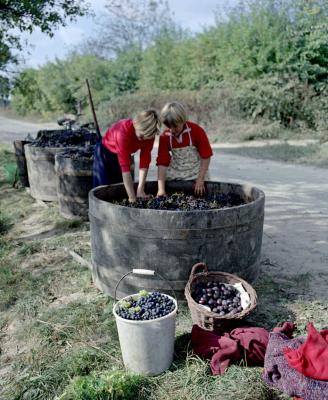 Mezőgazdaság - Szőlőszüret