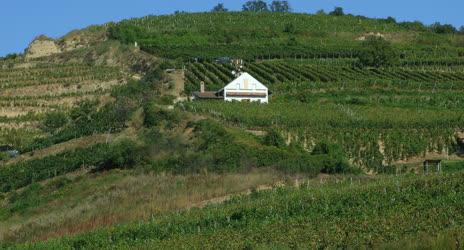 Szőlőtermesztés - Tokaj - A tokaji bor alapanyagának egyik termőhelye