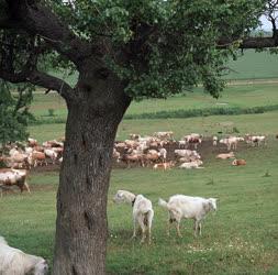 Környezetvédelem - Mezőgazdaság - Talajerózió elleni védelem