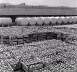 Élelmiszeripar - Átadták a Nyíregyházi Konzervgyárat