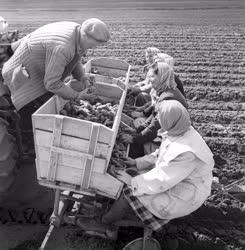 Mezőgazdaság - Vetés előtt átválogatják a burgonyát