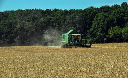Mezőgazdaság - Aratják az őszi árpát Debrecennél