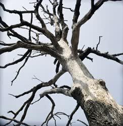 Természet - Kopasz fa