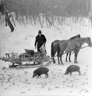 Mezőgazdaság - Vadgazdálkodás - Vadetetés télen