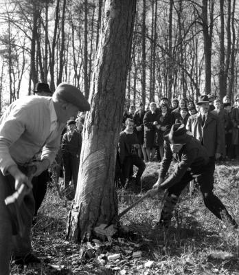 Kultúra - Népszokás - Farsangi rönkhúzás Orfaluban