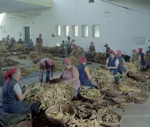 Mezőgazdaság - Dohányfeldolgozás - Válogatják a dohányleveleket