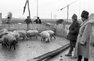 Mezőgazdaság - Termelőszövetkezeti vezetők Bakonszegen