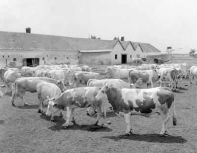 Mezőgazdaság - A sarkadi Lenin Tsz tehenészete