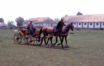 Mezőgazdaság - Állattenyésztés - Sáripuszta