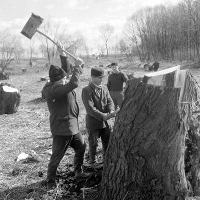 A szerző válogatása - Torzó erdők - megnyesett fűzfák