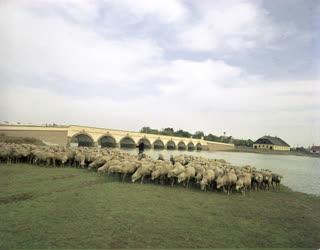 Életkép - Tájkép - Hortobágy