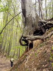 Természeti látványosság - Öreg bükkfa a Vértesben