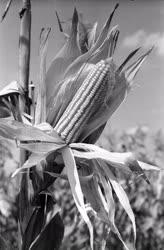 Mezőgazdaság - Kísérleti Gazdaság - Kukorica betakarítása