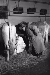Mezőgazdaság - Állattenyésztés - Sárospataki tehenészet