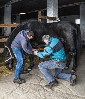 Állattenyésztés - Hortobágy - Lópatkolás a mátai ménesben