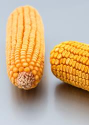 Növénytermesztés - Kukorica