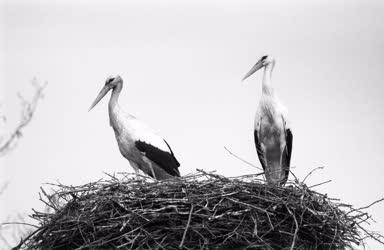 Állatvilág - Megérkeztek a gólyák Balmazújvárosba