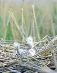 Természet - Állatvilág - Védett madarak a Hortobágyon