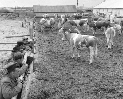 Mezőgazdaság - Harminckét év után hazatért Kanadából a Tóth család