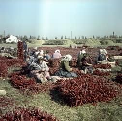 Élelmiszeripar - Kalocsai paprika feldolgozása