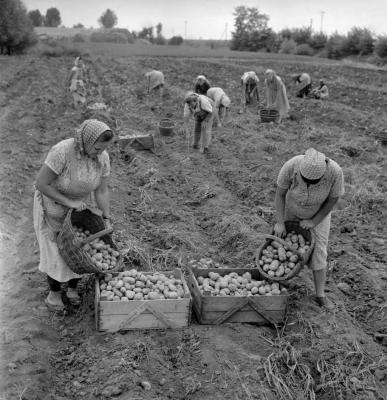 Mezőgazdaság - Szegedi Táncsics Termelőszövetkezet 