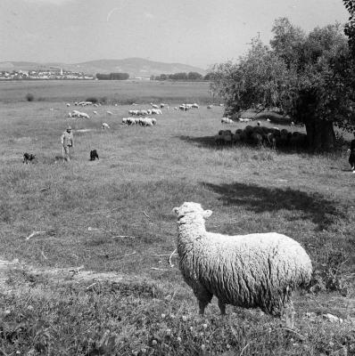 Tokaj