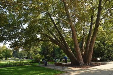 Természet - Budapest - Hétvezér platán a Margitszigeten 