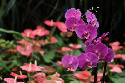 Természet - Dobronak - Orchidea Farm