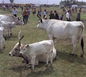 Mezőgazdaság - Állattenyésztés - Szürke marhák a Hortobágyon
