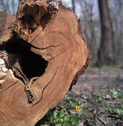 Tájkép - Gemenci erdő