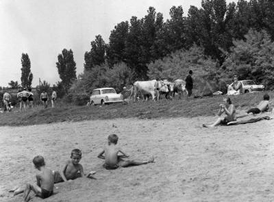 A szerző válogatása - Hétvége a Tisza-parton