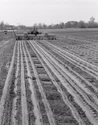 Mezőgazdaság - Kukoricaföld