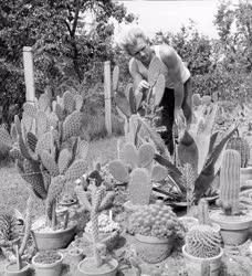 Városkép-életkép - Kaktuszgyűjtemény
